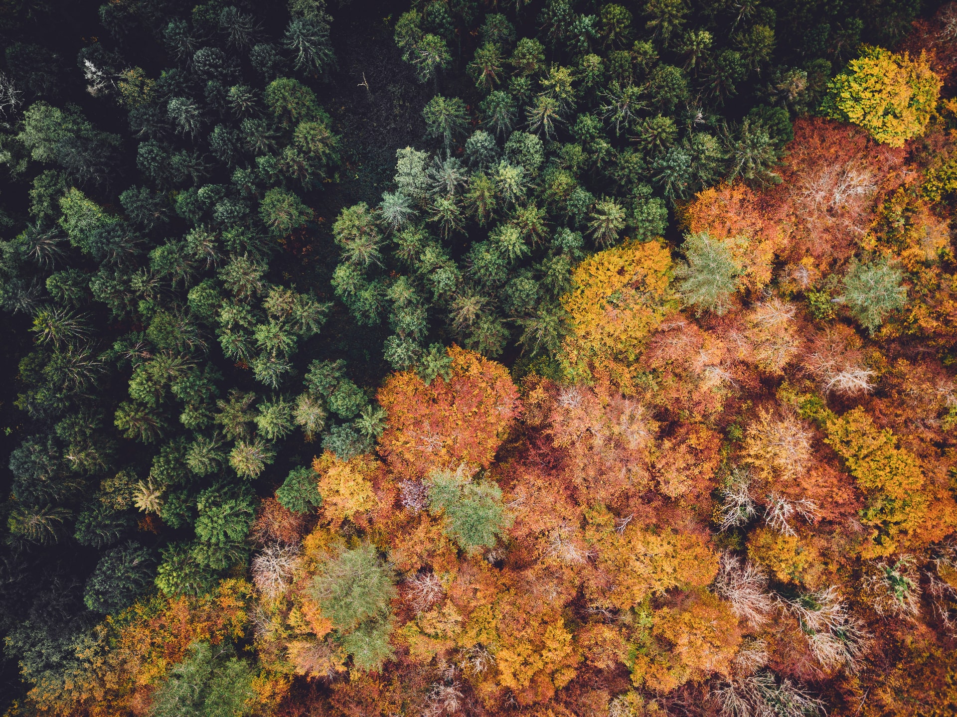 Forêt verte et rouge